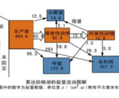 生态系统的能量流动ppt,原理与动态解析