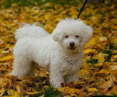 小宠物狗的品种及图片,可爱萌犬图鉴