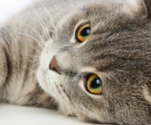 宠物猫咪,品种多样，性格各异，带你领略宠物猫咪的魅力